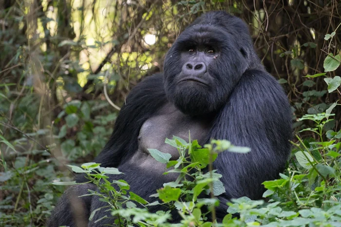 4 Days Fly in gorilla trekking safari to Bwindi Impenetrable Forest