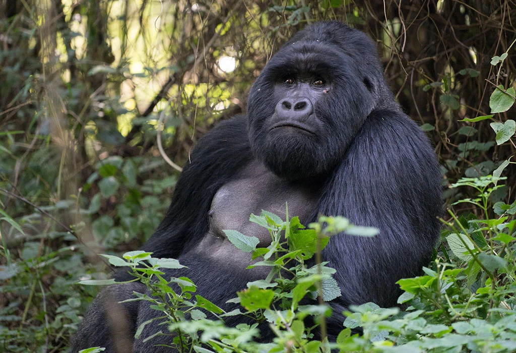 Mountain Gorilla In Uganda.webp