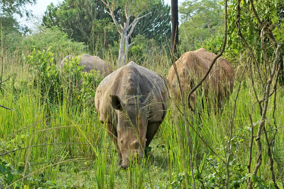Rhinos In Uganda (1).webp