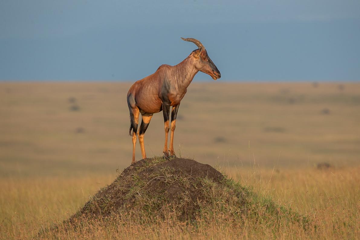 Top antelope