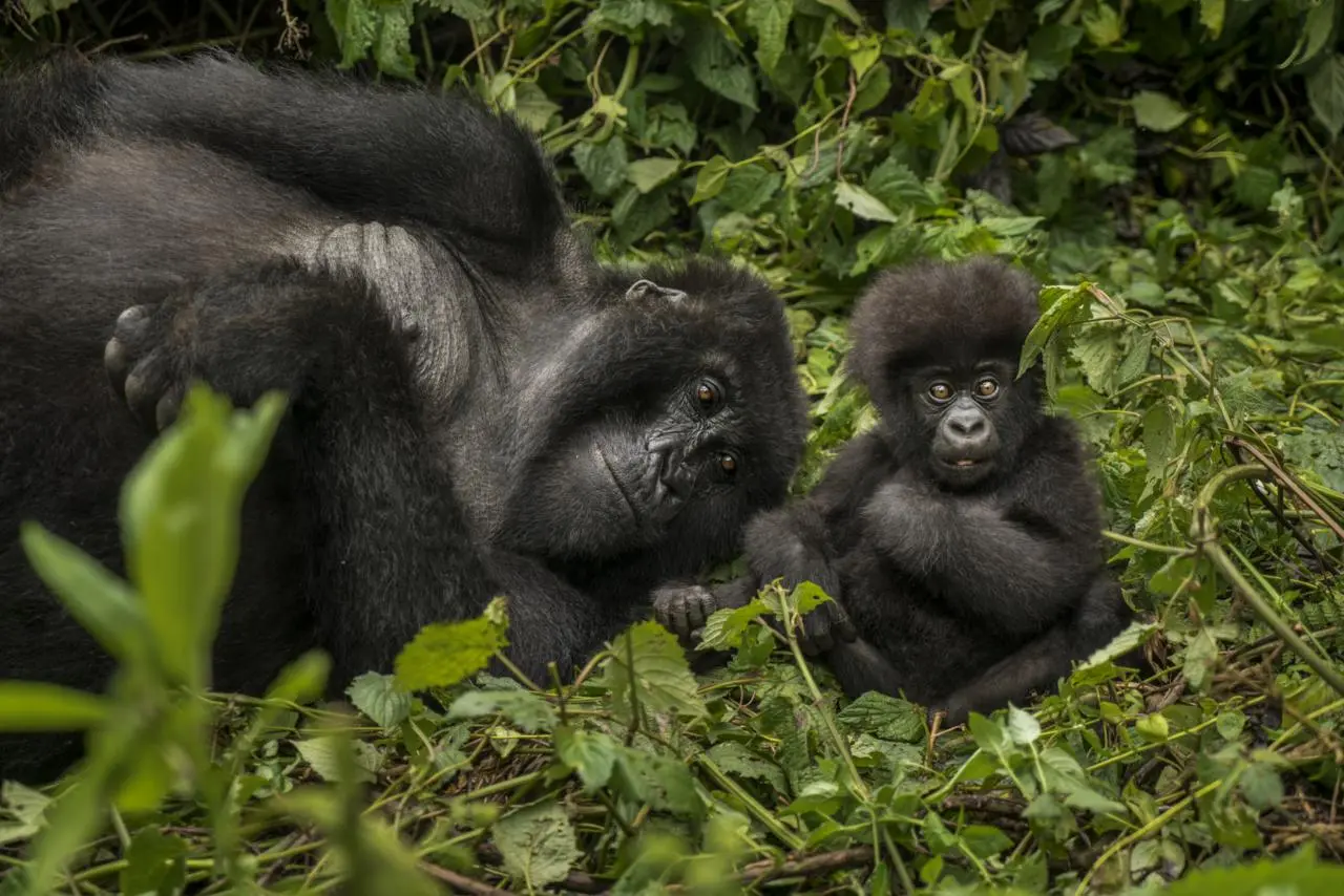 Uganda Gorilla Trekking Holidays.webp