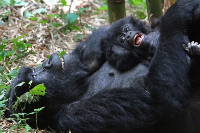 Uganda gorilla Trekking tours (1).webp