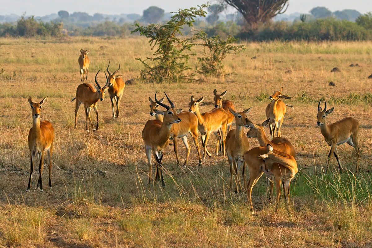 Uganda kobs in Queen Elizabeth National Park.webp