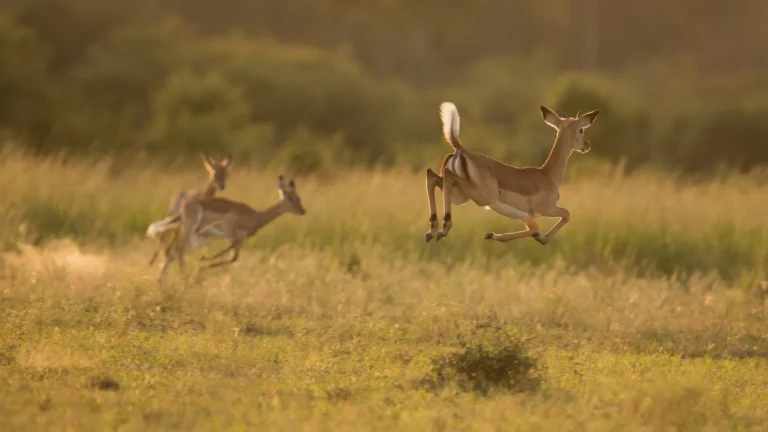 Uganda kobs in Queen Elizabeth National Park.webp