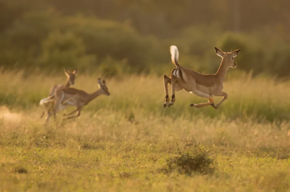 Uganda kobs in Queen Elizabeth National Park.webp