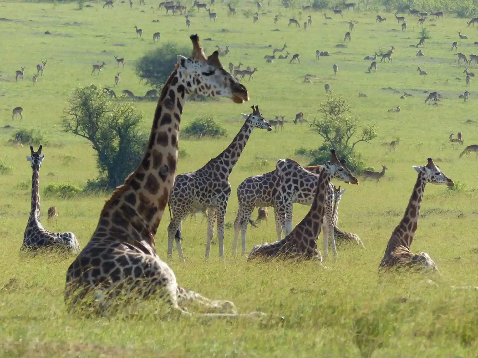 safari animals in Uganda.webp