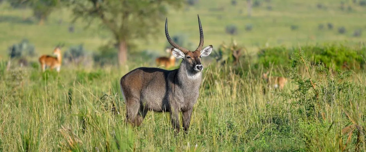 uganda-Defassa-waterbuck