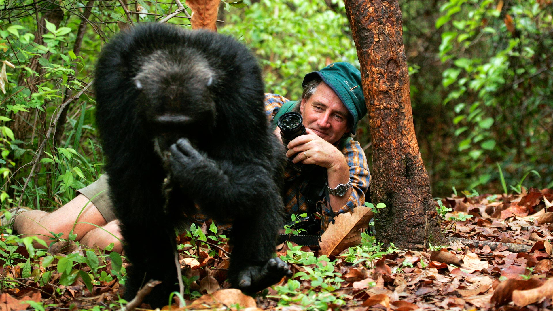 Visit chimpanzees in Uganda