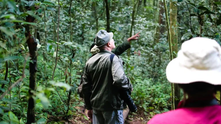 Chimpanzee Trekking In Kibale.webp