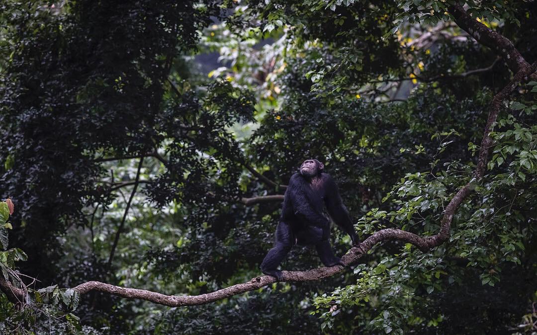 Chimpanzee Trekking in Uganda