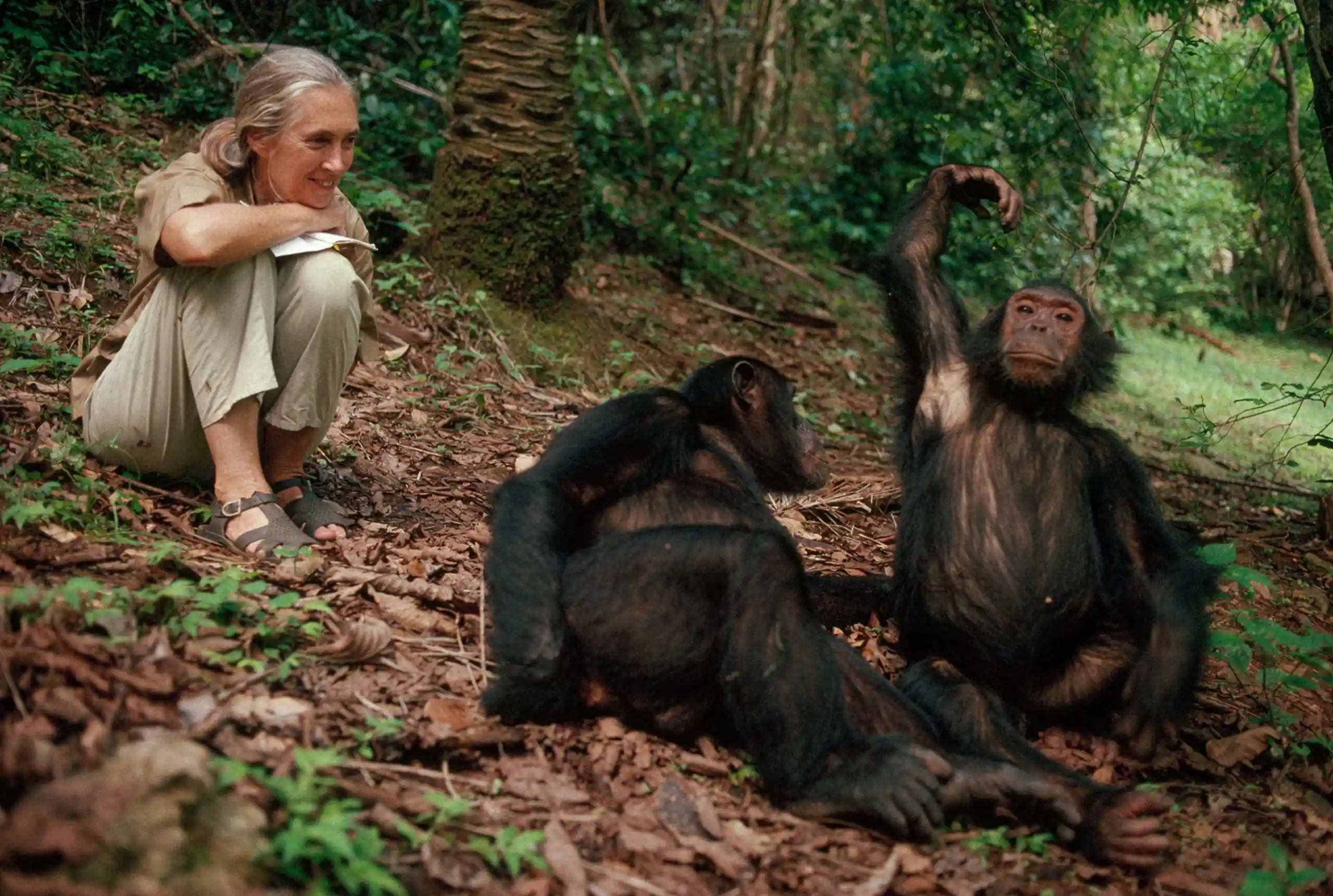 Chimpanzee Trekking.webp