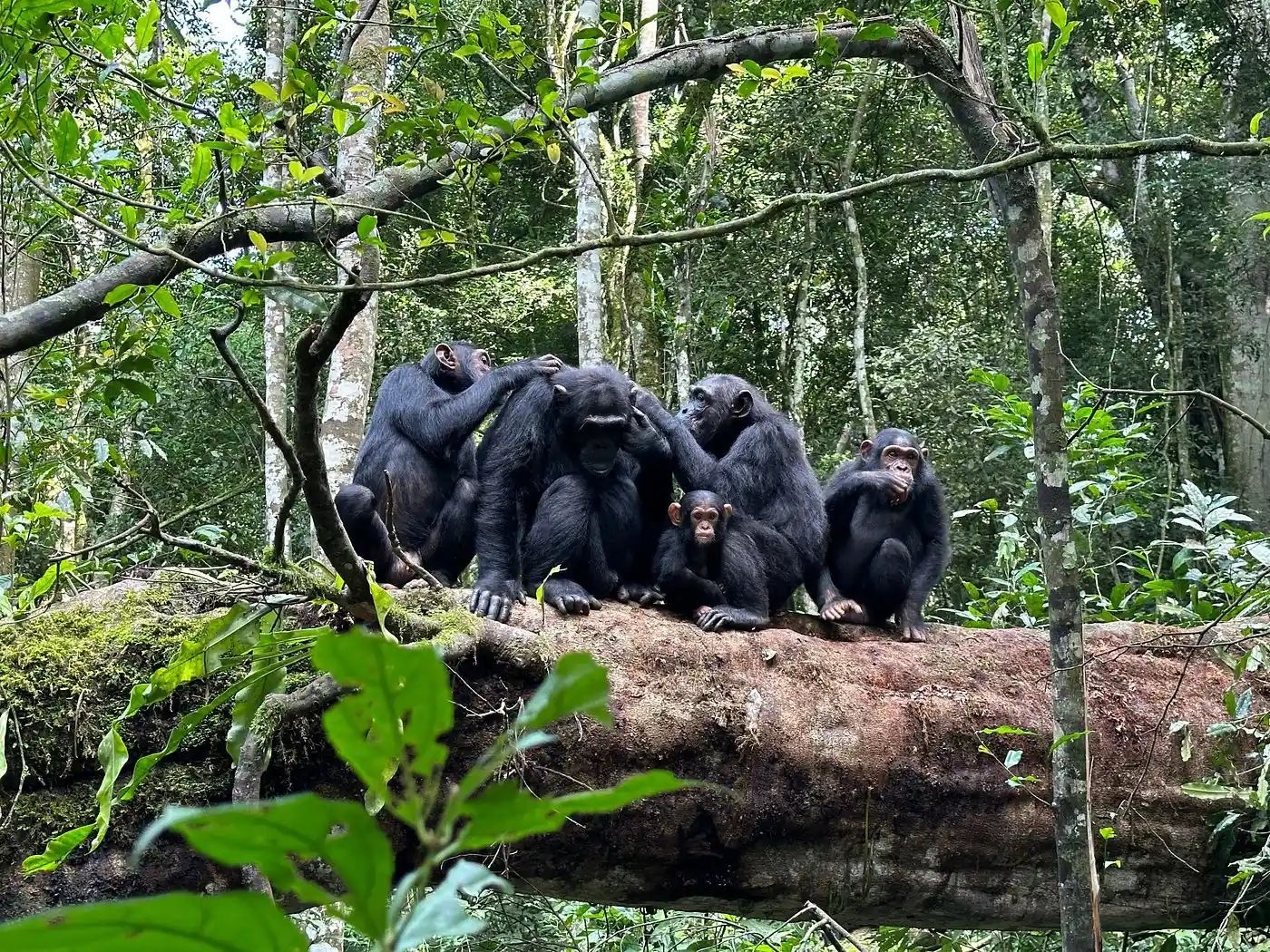 Chimpanzees in Uganda