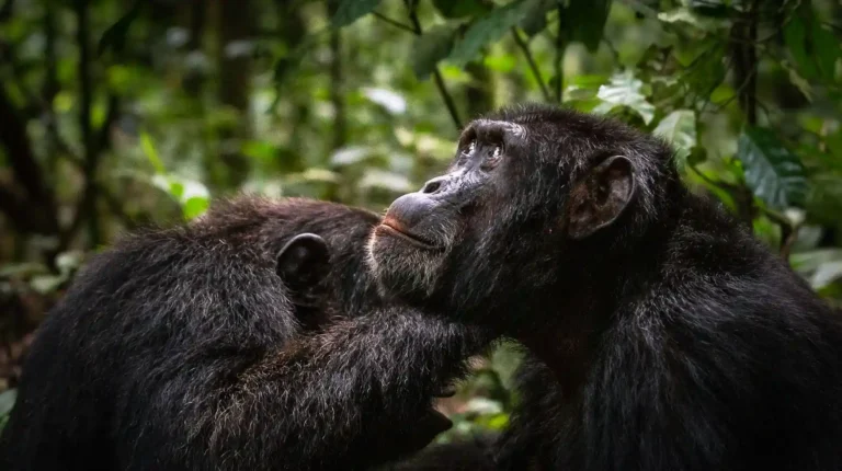 Chimpanzee Trekking in Uganda