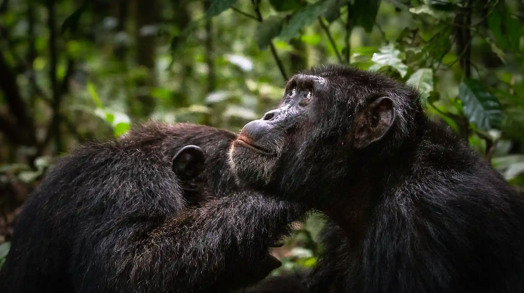 Chimpanzee Trekking in Uganda