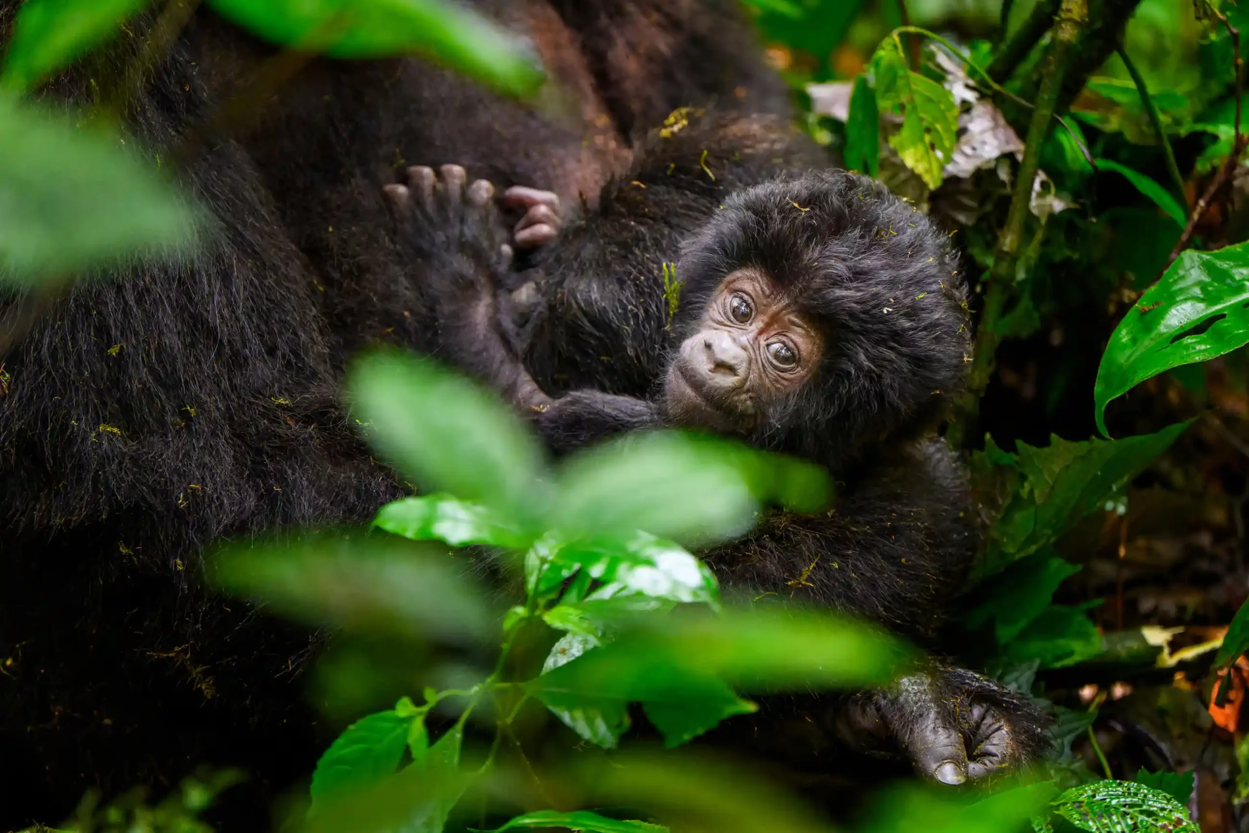 Bwindi