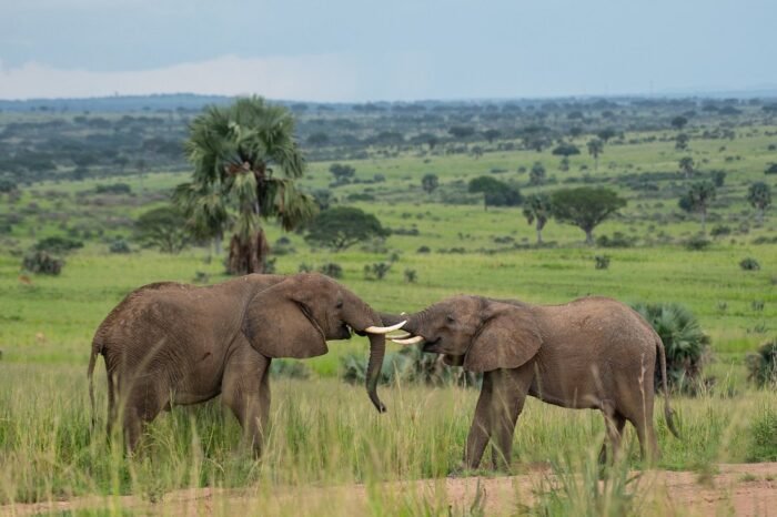 elephants