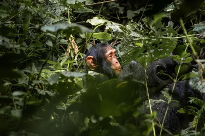 Primates, Wildlife And Conservation Safari (12 Days)