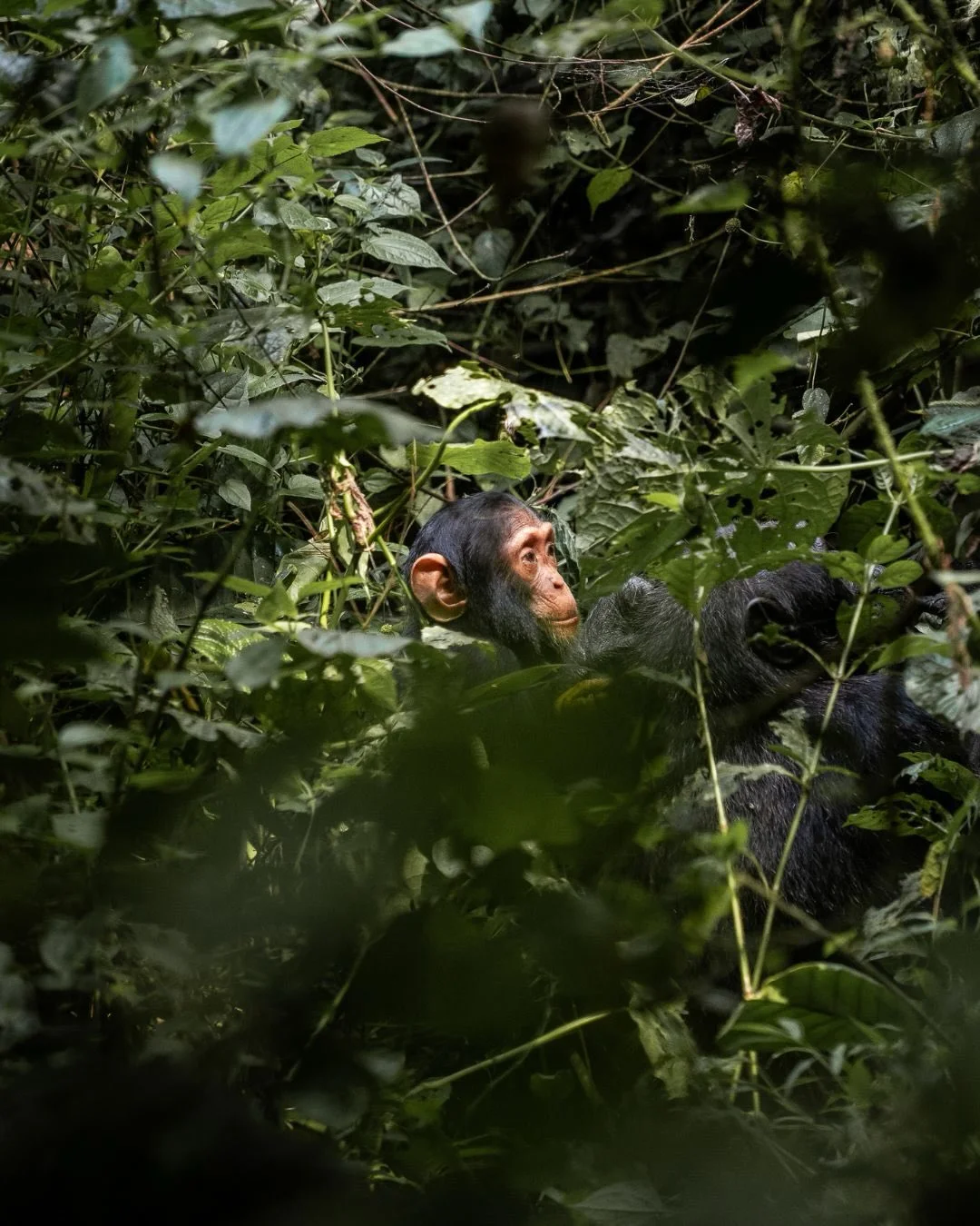 12 DAY UGANDA PRIMATE, WILDLIFE & CONSERVATION SAFARI