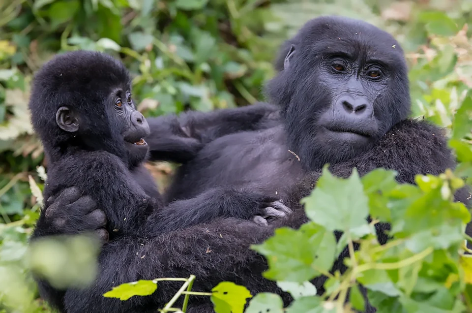 mother_child_gorilla_smile
