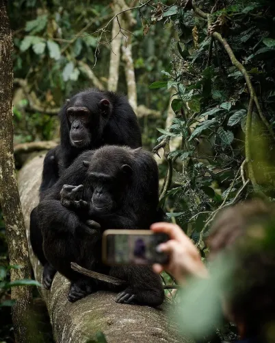 Chimpanzee-Trekking
