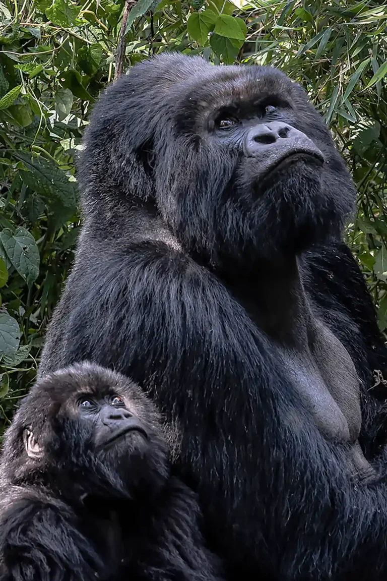 father_son_gorilla_bwindi___ (1)