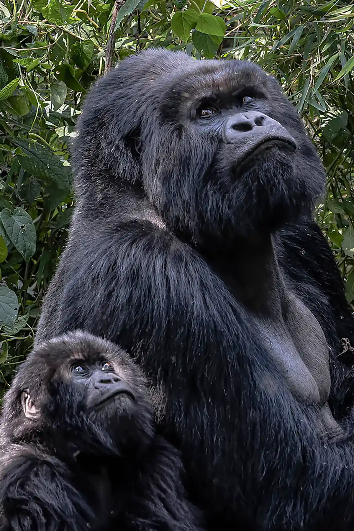 father_son_gorilla_bwindi___ (1)