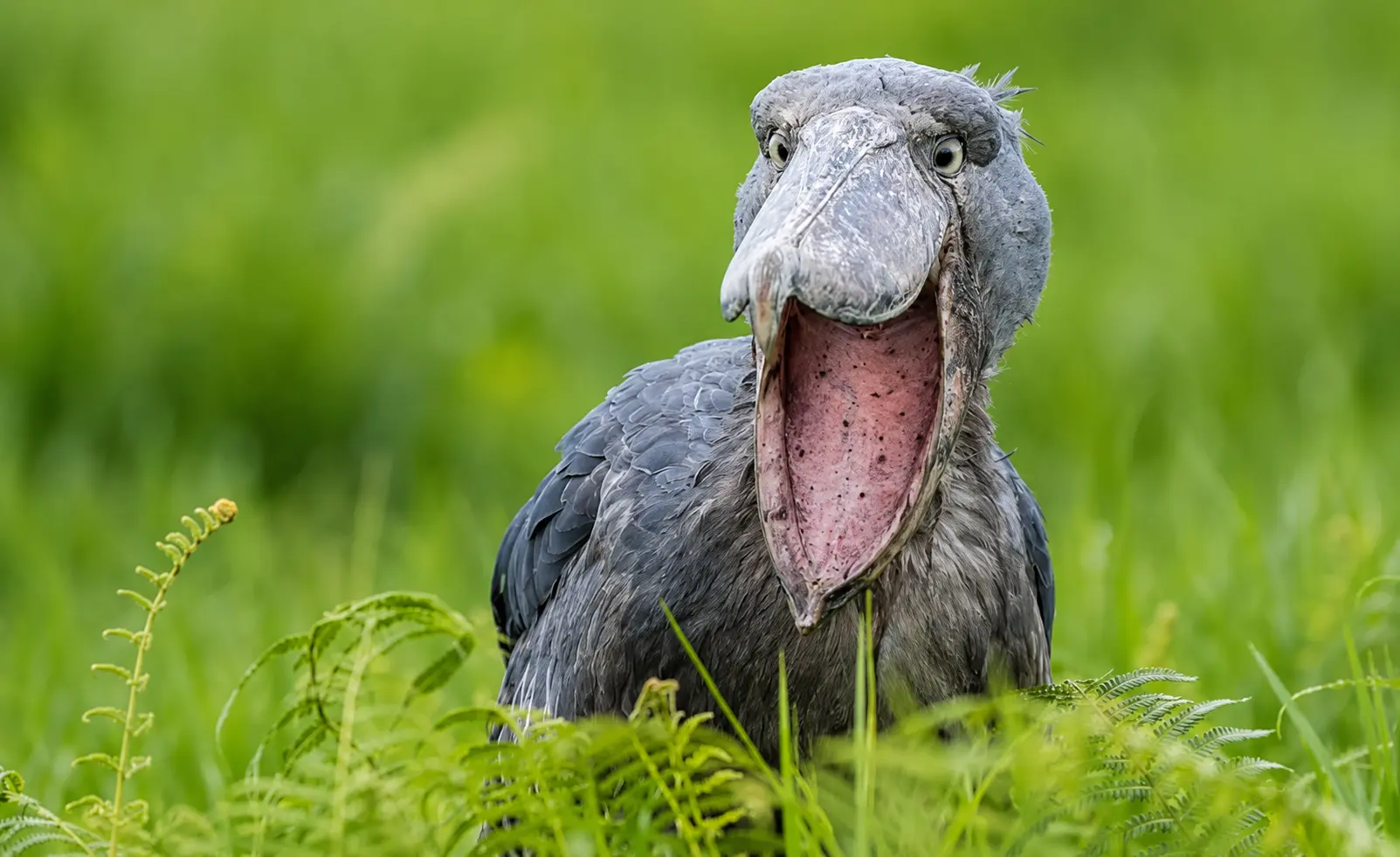 shoebill safaris in Uganda