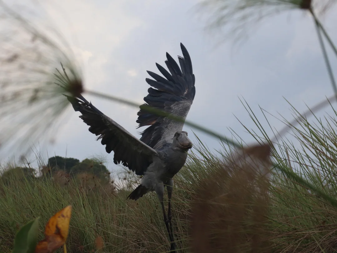 Choose Uganda Safaris
