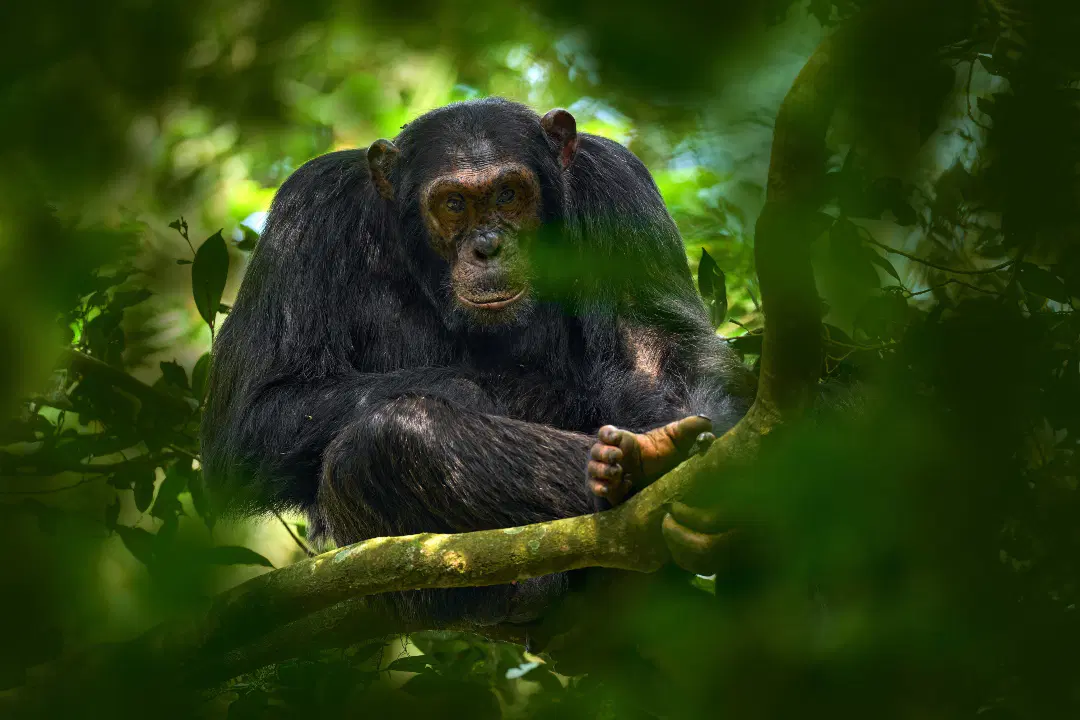 Uganda
