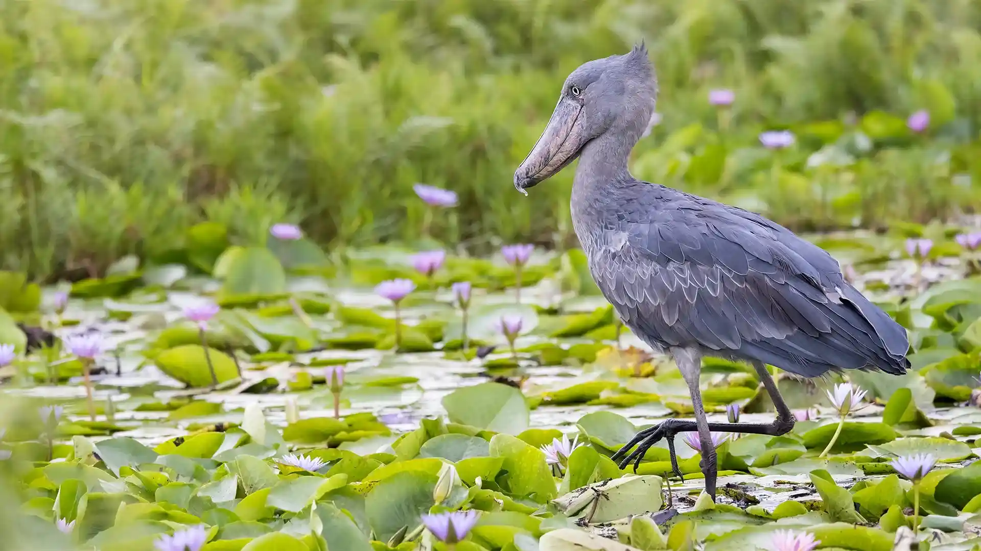 Birding tours in Uganda - Shoebill.webp