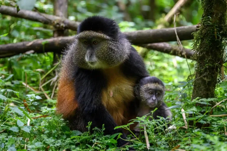 Golden-Monkey-Tracking-2