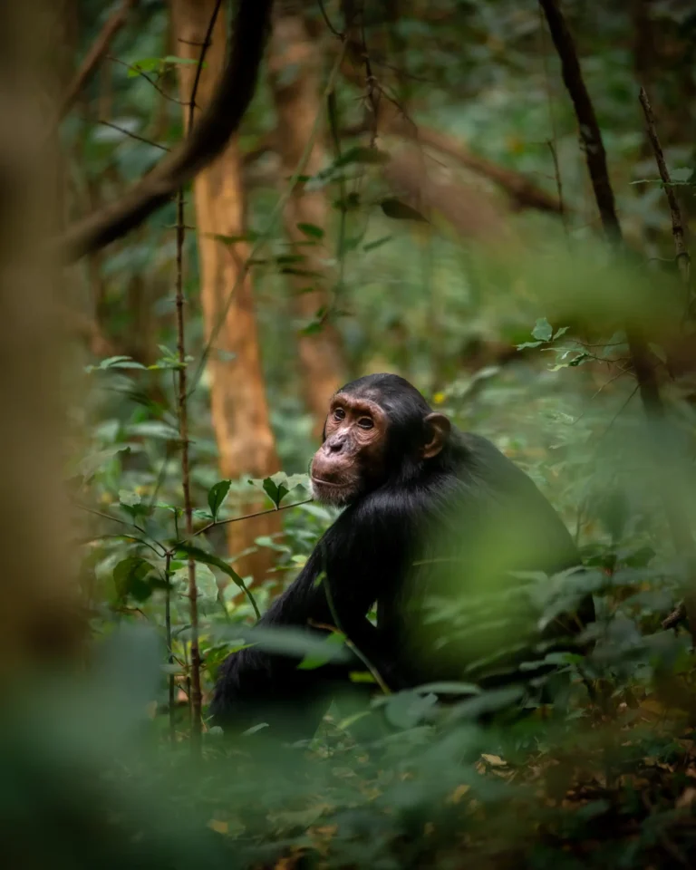 Luxury Uganda Safaris (2)