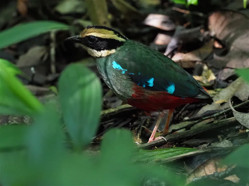The Green Breasted Pitta.webp