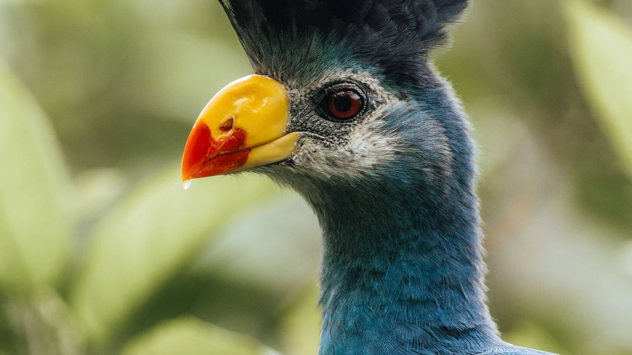 Turaco
