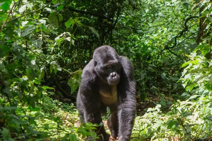 Uganda Adventure And Wildlife (12 Days)