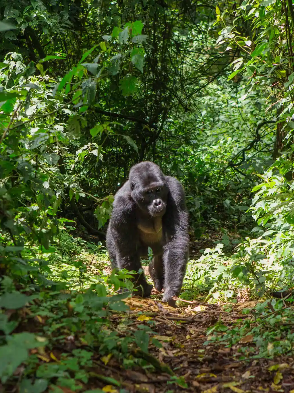 Uganda Safaris