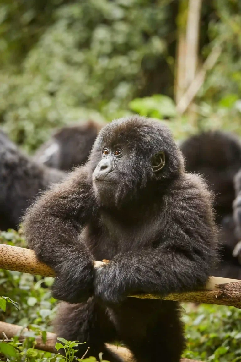Uganda gorilla trekking tours (5).webp