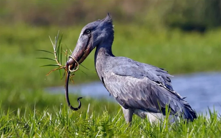 Uganda birding tours