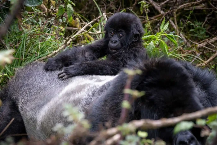 5 Day Uganda Wildlife & Gorilla Safari