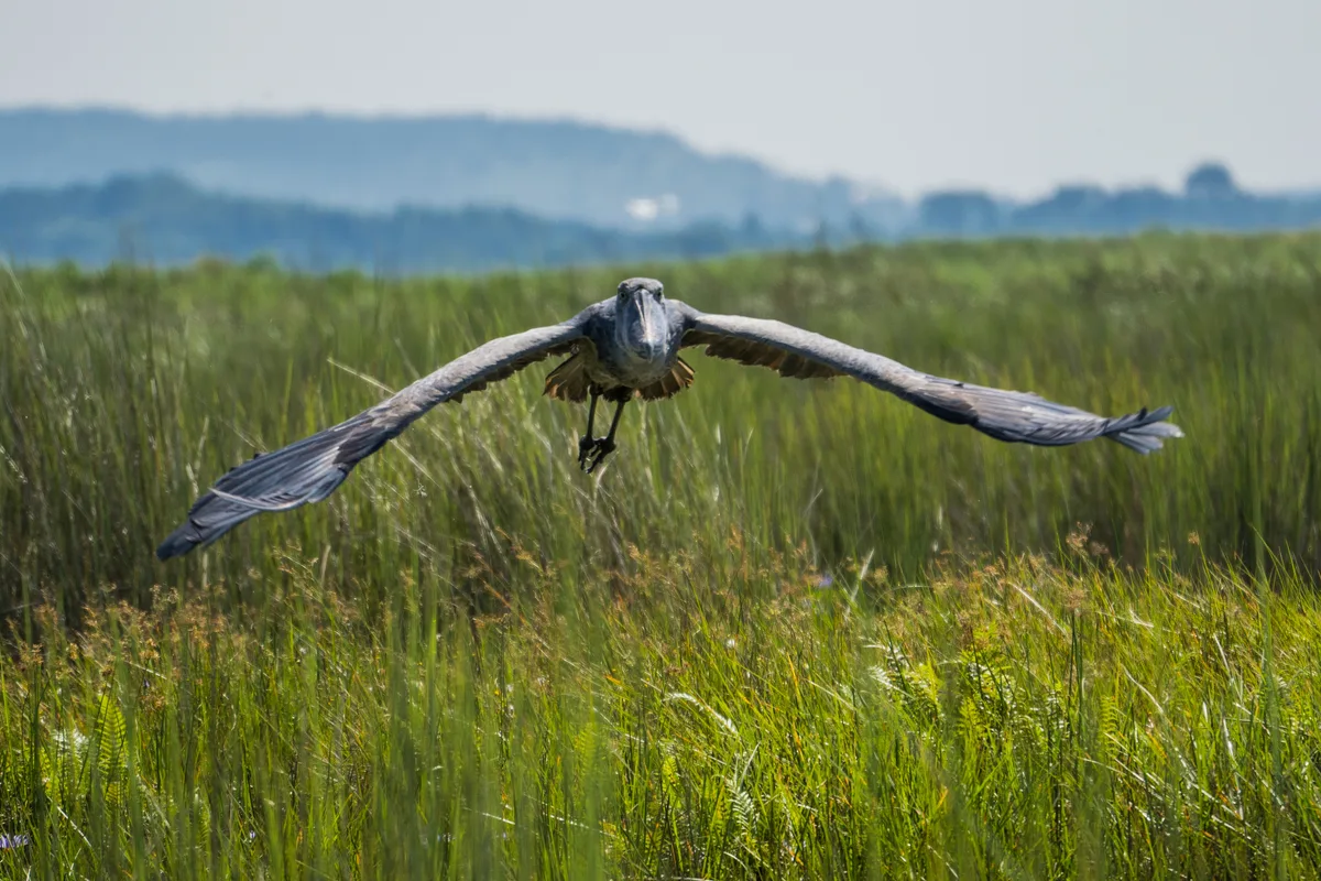 Birding Tours in Uganda.webp