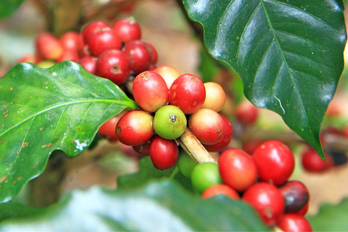 Coffee tours in Uganda