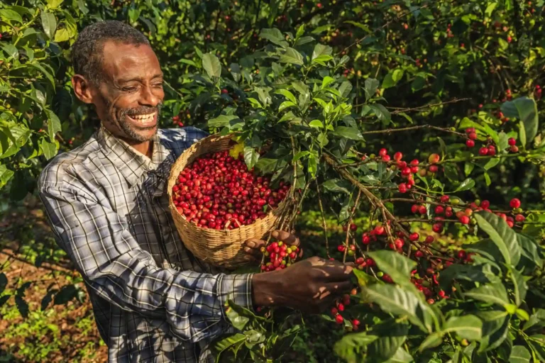Coffee in Uganda.webp