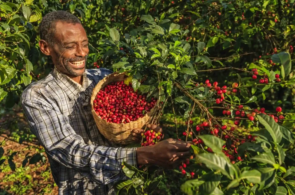 Coffee in Uganda.webp