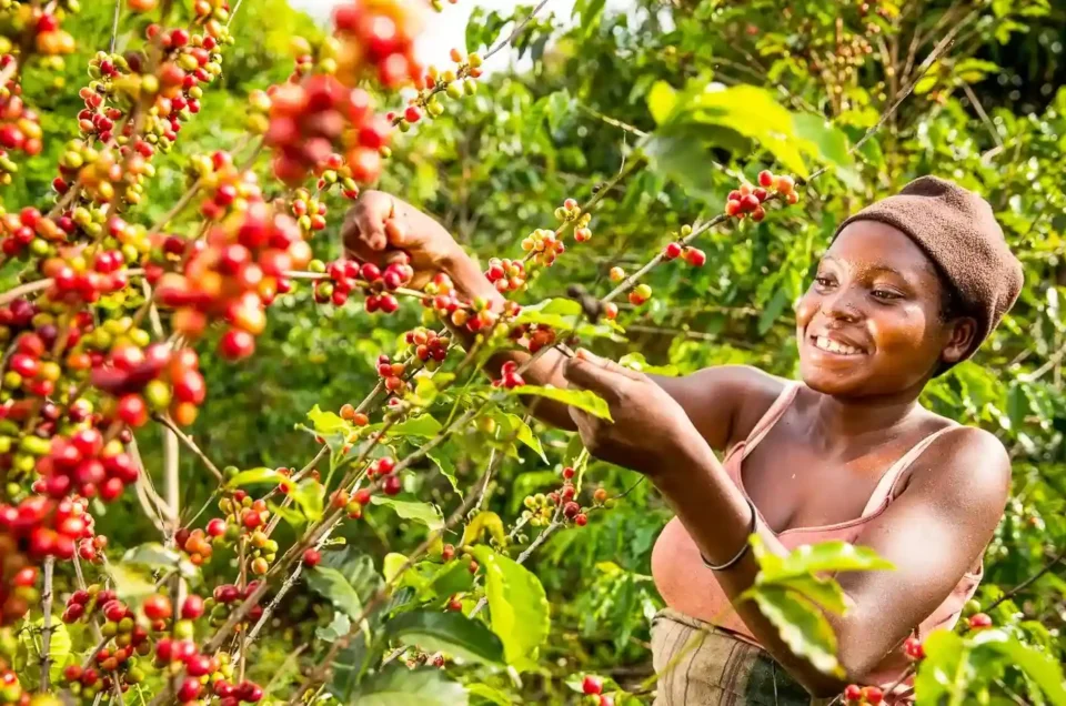 Coffee in Uganda