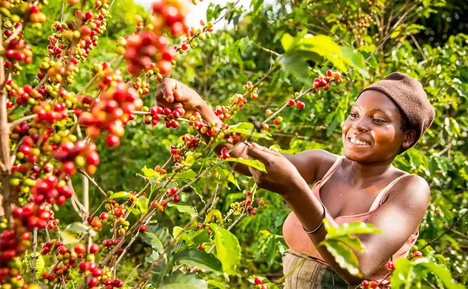 Coffee in Uganda