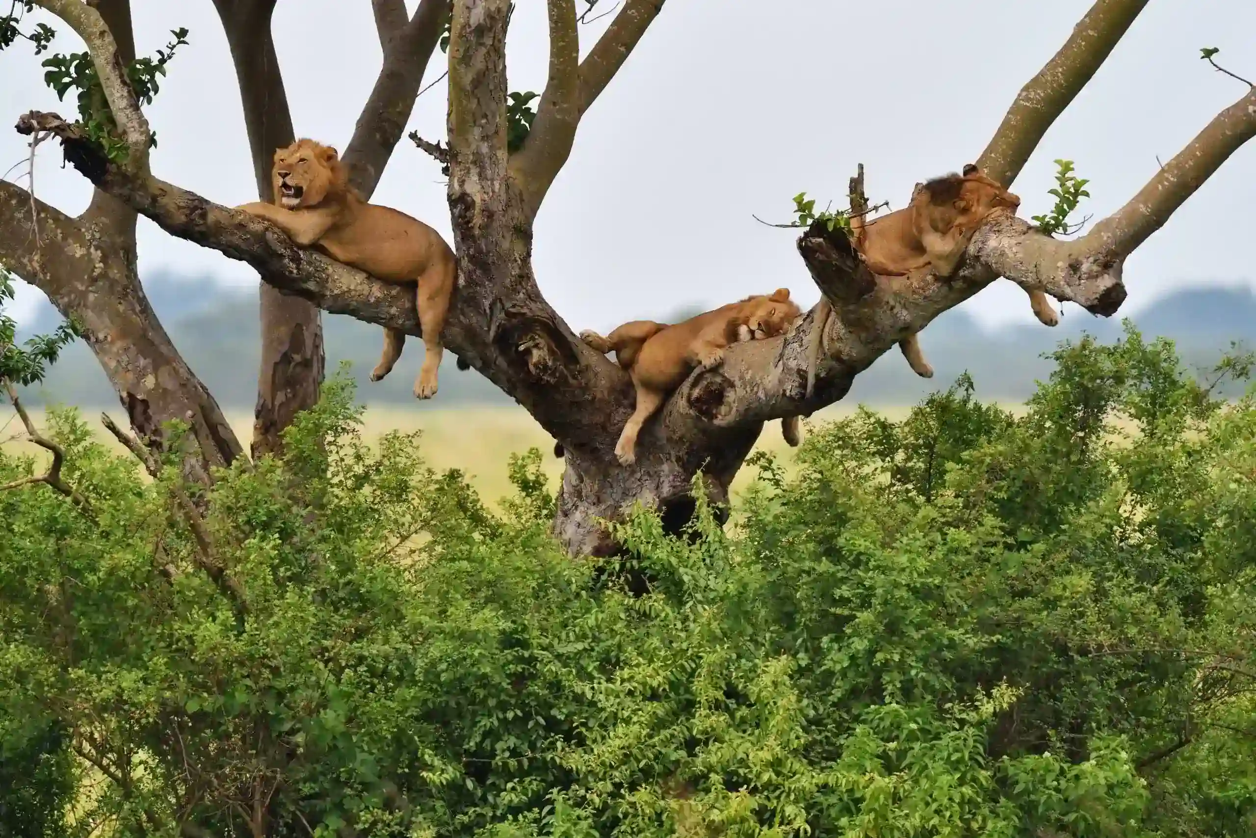 Queen-Elizabeth-National-Park-1 (1).webp