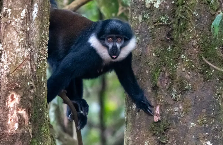 Uganda Primate Tours.webp