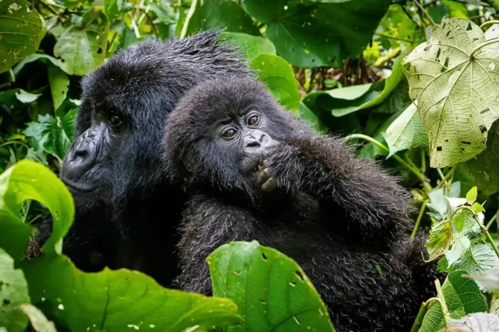 3 Day Gorilla Trekking Uganda (Road Trip)