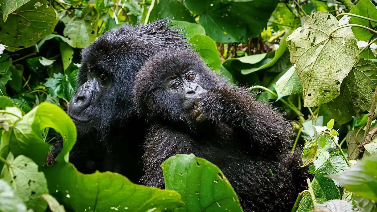 Uganda Safaris (5).webp
