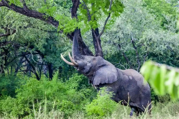 15-Day authentic Safari through the heart of Uganda’s wilderness